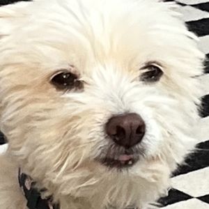 Meet your Posher, Jenny